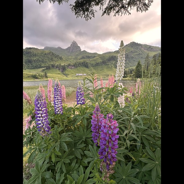 Wilde Lupinen, die unterhalb eines Bergrückens blühen
