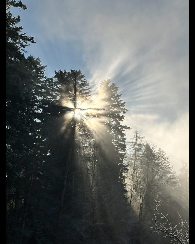 Sonnenlicht, das durch den Nebel in einem Schweizer Wald bricht